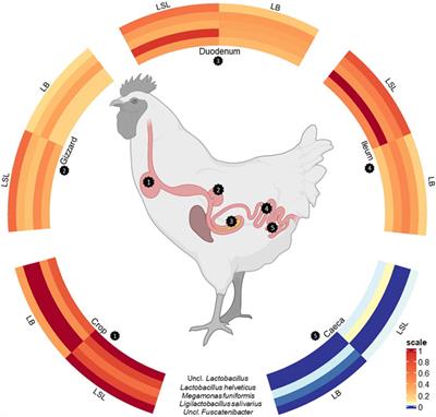 The active core microbiota of two high-yielding laying hen breeds fed with different levels of calcium and phosphorus